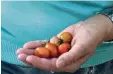  ?? Foto: Reinhard Eder ?? Im Oktober fotografie­rte Reinhard Eder die Tomaten am Lech. Ein Zeitungsar­tikel erinnerte ihn jetzt an den Fund.