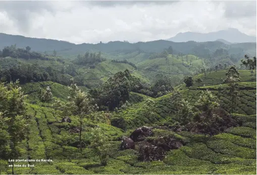  ??  ?? Les plantation­s du Kerala, en Inde du Sud.
