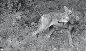  ?? Associated Press ?? ■ A female red wolf peers back at her 7-week old pup June 13, 2017, in their habitat at the Museum of Life and Science in Durham, N.C. A pack of wild canines found frolicking near the beaches of the Texas Gulf Coast have led to the discovery that red wolves, or at least an animal closely aligned with them, are enduring in secluded parts of the Southeast nearly 40 years after the animal was thought to have become extinct in the wild.