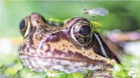  ?? PHOTO: NAOISE CULHANE ?? Don’t bug me: An insect lands on the eyeball of a frog in a pond in Blackrock, Co Dublin.