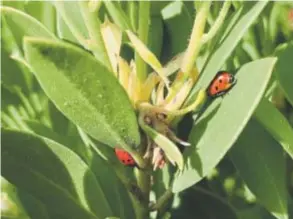  ?? Provided by Betty Cahill ?? Lady beetles, also known as lady bugs.