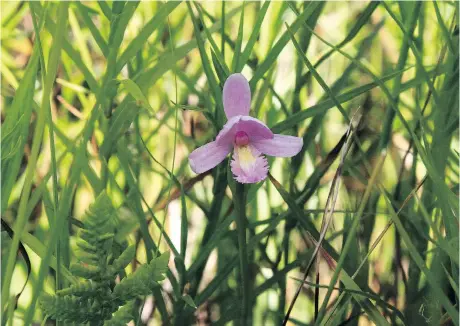  ?? DAN BRUNTON ?? Two Ottawa naturalist­s discovered a small bog containing thousands of rose pogonia orchids, but they are keeping the place secret.