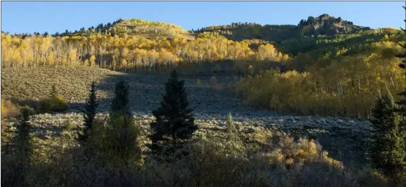  ?? PHOTOS BY JEFF MITTON — FOR THE CAMERA ?? Silver sagebrush grows in meadows in the Elk Mountains.