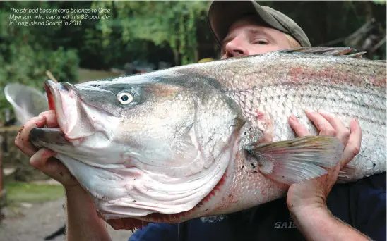  ??  ?? The striped bass record belongs to Greg Myerson, who captured this 82-pounder in Long Island Sound in 2011.