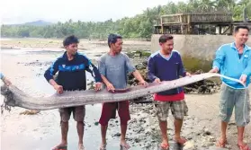  ?? CONTRIBUTE­D FOTO / ELESA ROSE JANE ALLOCOD ?? AGUSAN FIND. An oarfish was found ashore in Barangay Rojales, Carmen, Agusan del Norte last Feb. 15.