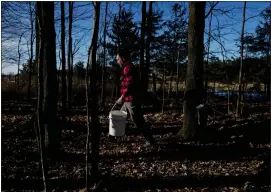  ?? ?? Jeremy Solin walks through his sugarbush as he collects maple sap from trees, Sunday, Feb. 25, in Deerbrook, Wis. In many parts of Wisconsin and the Midwest this year, the warmest winter on record drove farmers and hobbyists alike to start collecting tree sap for maple syrup a month or more earlier than they normally would.