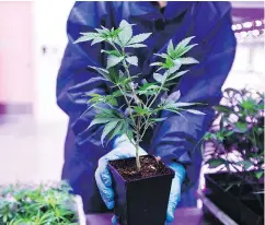  ?? MARK YUEN ?? Greenhouse­s around B.C. are gearing up to produce enough marijuana to meet provincial demand when recreation­al pot is legalized.