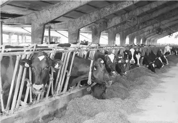  ??  ?? Cows in the farm of the Museum of Poop at the Castelbosc­o castle of Gragnano Trebbiense.