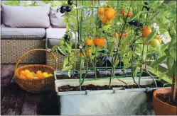  ?? GETTY IMAGES ?? You don’t need a yard to grow produce. Tomatoes and peppers are prime candidates for container planting.