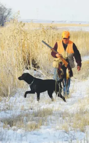  ??  ?? Shadow, a black labrador, goes on another point for hunter Darrell Beck, who already has two pheasants in the bag. Kirk Davidson, Special to The Denver Post