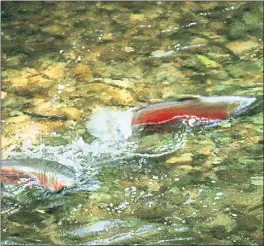  ?? STAFF FILE PHOTO ?? Coho salmon are shown spawning along Lagunitas Creek.