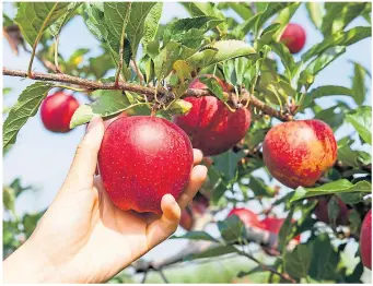  ?? ?? As autumn approaches, apples are starting to ripen