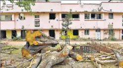  ?? HT ARCHIVE ?? The HC said 29,946 trees were cut in the city over the past three years, an average of 27 a day.