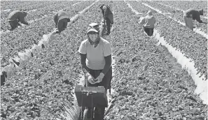  ?? JOE KLAMAR/ AFP/ GETTY IMAGES ?? Workers harvest crops near Oxnard, Calif., in 2013. If President Donald Trump follows through on plans to shut down immigratio­n, it could have widespread effects on the agricultur­al industry.