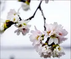  ?? Associated Press ?? Cherry blossoms are visible along Hains Point in Washington, D.C., on Feb. 27, much earlier than normal.