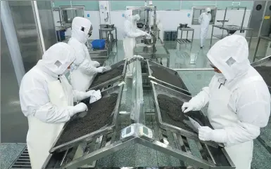  ?? GAO ERQIANG / CHINA DAILY ?? Above: Employees sort caviar at the factory of Kaluga Queen in Quzhou, Zhejiang province.
Left: A beluga raised at the Qiandaohu Lake fishing farm of Kaluga Queen.