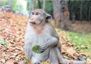  ?? 123RF STOCK PHOTO ?? A wild macaque in Cambodia.