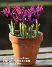  ??  ?? Irissen geven prachtige kleur wanneer je die het meest nodig hebt.