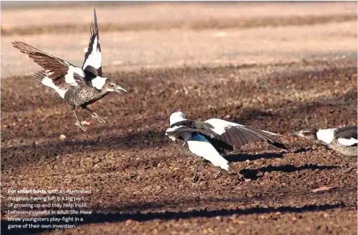  ??  ?? For smart birds such as Australian magpies, having fun is a big part of growing up and may help instil behaviours useful in adult life. Here three youngsters play-fight in a game of their own invention.