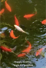  ??  ?? Happy, healthy, “high-IQ” goldfish