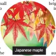  ?? ?? Japanese maple