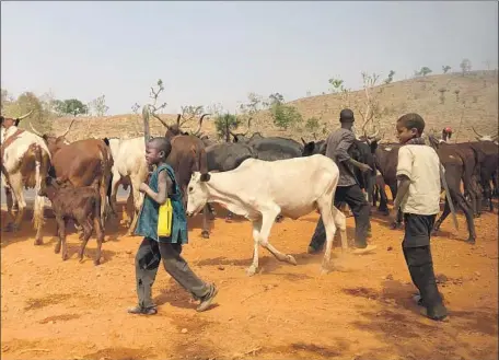  ?? Photograph­s by Krista Mahr For The Times ?? HERDERS tend to cattle near Godogodo, Nigeria, where a peace commission has helped reduce violence between Muslims and Christians.