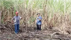  ?? POS ?? MUSIM GILING: Petani di Balongbend­o, Sidoarjo, memotong tebu siap penen.FRIZAL/JAWA