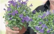  ?? J.P. MOCZULSKI/J.P. MOCZULSKI TORONTO STAR FILE PHOTO ?? Foxglove, left, is a low-risk allergen that is also winter-hardy. Campanula, right, is a perennial that varies in height.