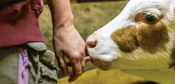  ?? Foto: Ralf Lienert ?? Zuflucht auf dem Gnadenhof: Mehrere Kälber, die von einem Skandalbet­rieb in Bad Grönenbach stammen, sind mittlerwei­le auf der „Zickenfarm“untergekom­men.