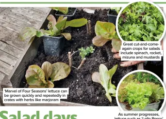  ?? ?? ‘Marvel of Four Seasons’ lettuce can be grown quickly and repeatedly in crates with herbs like marjoram
Great cut-and-comeagain crops for salads include spinach, rocket, mizuna and mustards
As summer progresses, lettuce such as ‘Lollo Rosso’ requires a shady spot