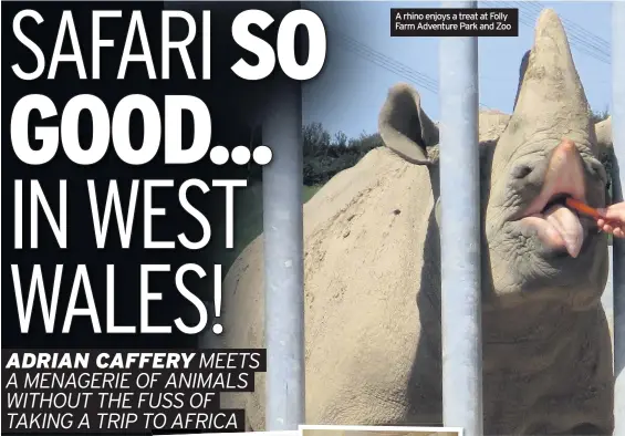  ??  ?? A rhino enjoys a treat at Folly Farm Adventure Park and Zoo