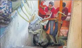  ?? PTI ?? ■ Members of wildlife wing of the forest department rescue the sambar trapped inside the toilet of a school in Shimla.