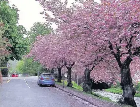  ?? People are being urged to take part in “neighbourh­ood watch” scheme for street trees ??