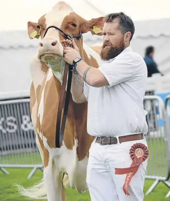  ?? Picture: Ron Stephen. ?? The British Red and White championsh­ip went to Brian Weatherup and son, also Brian, Parkend, Crossgates, for their home-bred third calver, Parkend Director Starlet Red.