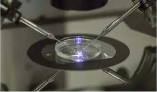  ?? ?? An in vitro fertilisat­ion embryologi­st works on a petri dish at a fertility clinic in London, 2013.