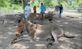  ?? TANIA BARRICKLO—DAILY FREEMAN ?? Amongst the herd at Donkey Park in Ulster Park, N.Y., is a zonkey named “Stripes”, a cross between a donkey and a zebra. In the rear, from left, are volunteers Barbara Shapiro of Shokan, Jess Leonard of Cold Spring, Ken Monahan of Rosendale and founder Steve Stiert.