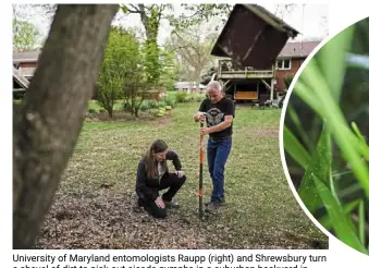  ??  ?? university of Maryland entomologi­sts Raupp (right) and shrewsbury turn a shovel of dirt to pick out cicada nymphs in a suburban backyard in Columbia.