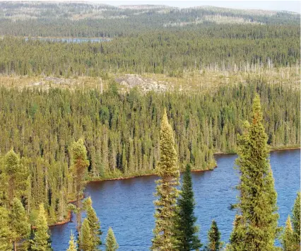  ??  ?? Canada’s forests absorb carbon dioxide, a fact that should be taken into account when discussing emissions, writes F. Larry Martin.