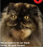  ??  ?? Persa Cymera da cor black tortie, do gatil Marson