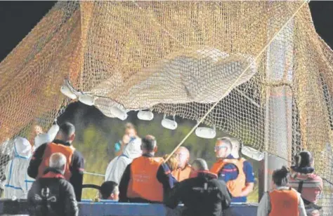  ?? // ABC ?? Efectivos franceses levantan una red durante el rescate de la beluga de 4 metros atrapada en el río Sena
