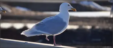  ?? Photo by Rhoda Nanouk ?? CAPTAIN HOOK— For a number of years, a one-legged glaucous gull has been a regular sight in the Unalakleet area. Rhoda Nanouk first saw the bird, which she calls Captain Hook, in 2016. Others have their own names for the special bird, including Peg Leg. Over the years, Rhoda has regularly seen the gull along Kouwegok Slough on the outskirts of Unalakleet where it sometimes sits patiently on the bridge as it did for her last May when she took this nice rim-lit portrait of the bird in breeding plumage. This naturally marked bird shows how faithfully glaucous gulls return to the same area year after year.