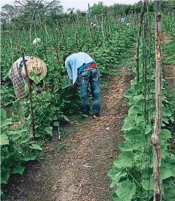  ?? FOTO: EL HERALDO ?? El sistema de riego por goteo vendrá a mejorar la productivi­dad agrícola de Lamaní, ubicado en el corredor seco de la zona central.