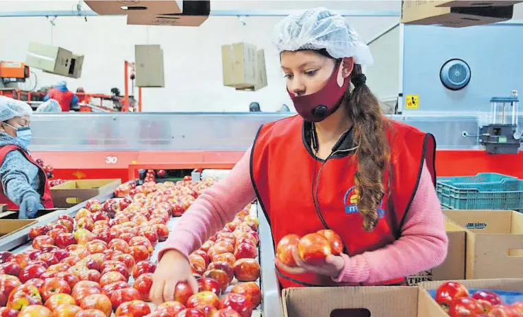  ??  ?? El proceso de producción es vigilado para ofrecer el mejor producto.