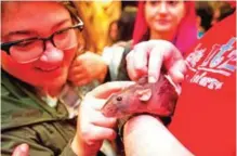  ??  ?? Zoe Parsigian pets Charlotte the rat during a popup Rat Cafe.