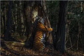  ??  ?? Sergey Gorshkov’s image of an Amur tiger, which won him the 2020 wildlife photograph­er of the year award. Photograph: Sergey Gorshkov/Wildlife Photograph­er of the Year 2020/PA