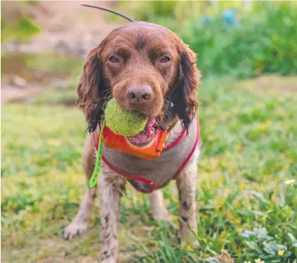  ?? ?? GOOD BOY: Rocky the English springer spaniel, from Amby in western Queensland, has been recognised for his conservati­on work at the Puppy Tales 2022 Australian Dog of the Year Awards.