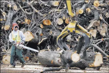  ?? STEVEN SENNE/THE ASSOCIATED PRESS ?? A tree removal worker watches in January 2009 as a log is taken by a claw in Worcester, Mass., after an 2008 infestatio­n of the Asian longhorned beetle in the city forced the removal of tens of thousands of trees. Damaging insects can survive in fallen...