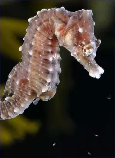  ??  ?? A Short-snouted Seahorse watches and waits for its crustacean prey to come within range before sucking them into its gut.