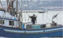  ??  ?? A fisherman in Richardson Bay, where most of the new boaters are “weekend warriors,” the bay harbormast­er says.