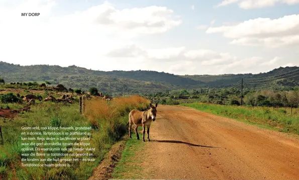  ??  ?? Groen veld, rooi klippe, heuwels, grondpad... en ’n donkie. Tonteldoos is so platteland as kan kom. Regs onder is Jas Venter se plaas waar die geel aronskelke tussen die klippe opskiet. Dis waarskynli­k ook op hierdie vlakte waar die Boere se tonteldose nat geword en die kinders aan die huil gegaan het – en waar Tonteldoos se naam gebore is.